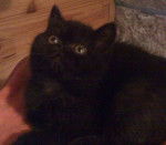 Exotic shorthair, Eiden de Catsanders -