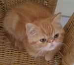 Exotic shorthair, Easydoor de Catsanders -