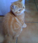 Exotic shorthair, Easydoor de Catsanders -