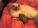 Shadow et Freddy la tortue -