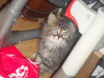 Fouffy, Chaton persan/angora turc -