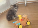 Fouffy, Chaton persan/angora turc -
