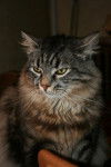 Main Coon et Angora -