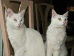 chats turc" rusty et sweety" -