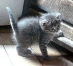 Filoutub's, chat de gouttière -