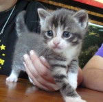 Fanny, chat de gouttière -