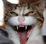 minette chat commun -