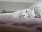 british shorthair/edward -