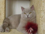 british shorthair/edward -