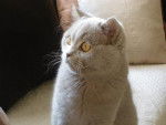 british shorthair/edward -