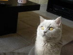 british shorthair/edward -