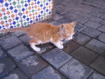 Choumit (petit chat de Marrakech) -