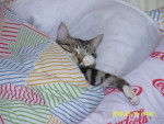 Sookie en pleine sieste -