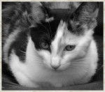 FRIMOUSSE une "isabelle" de caractère ! -