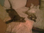 Bandit et lucky -