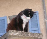 Cachou -