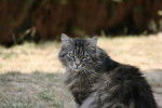 Angora et Main coon -