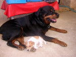 Rottweiler - Poska (et Bouly) - Rottweiler