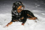 Rottweiler - Poska - Rottweiler