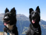 Kity (border collie) et Tara (border x groenendael) -