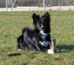 Kity (border collie) - Border Collie