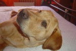 Athos labrador 5 mois - Labrador Retriever (5 mois)