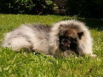Dyna Spitz Loup - Spitz Allemand