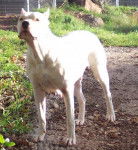 Dogue argentin Quétal de Vianini - Dogue Argentin