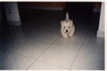 WESTIE CALINE - West Highland White Terrier