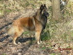 Berger Belge Tervuren -