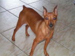 UTOPIA - PINSCHER NAIN fauve - Pinscher Nain