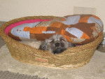 lhassa apso ( louna ) - Lhassa Apso
