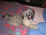 lhassa apso ( louna ) - Lhassa Apso