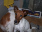 capucine - Fox Terrier à Poil Lisse (6 ans)