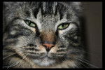 Freddy le chat -