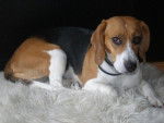 Beagle-LOLA - Beagle