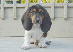 Virgile le petit basset hound - Basset Hound