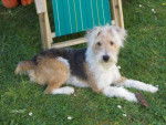 fox terrier a poil dur diego - Fox Terrier à Poil Dur