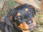rottweiller, Nanouk - Mâle