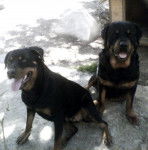 rott urion & Urban -