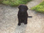 Curly coated retriever - Curly-Coated Retriever