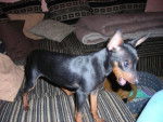 Cayenne Pinscher nain 6 mois - Pinscher Nain (6 mois)