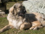 Chaïka- Berger du Caucase - Berger du Caucase