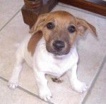 Jack Russel -