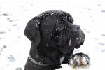 cane corso cerbere - Cane Corso