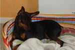 klein pinscher nain - Pinscher Nain