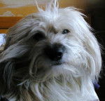 Berger des Pyrénées-Caïlys - Berger des Pyrénées