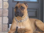 BELLA -DOGO CANARIO - Dogo Canario