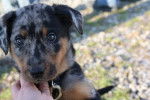 For you, Beauceron arlequin - Beauceron