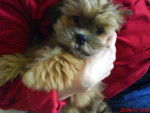 lhassa apso mango - Lhassa Apso
